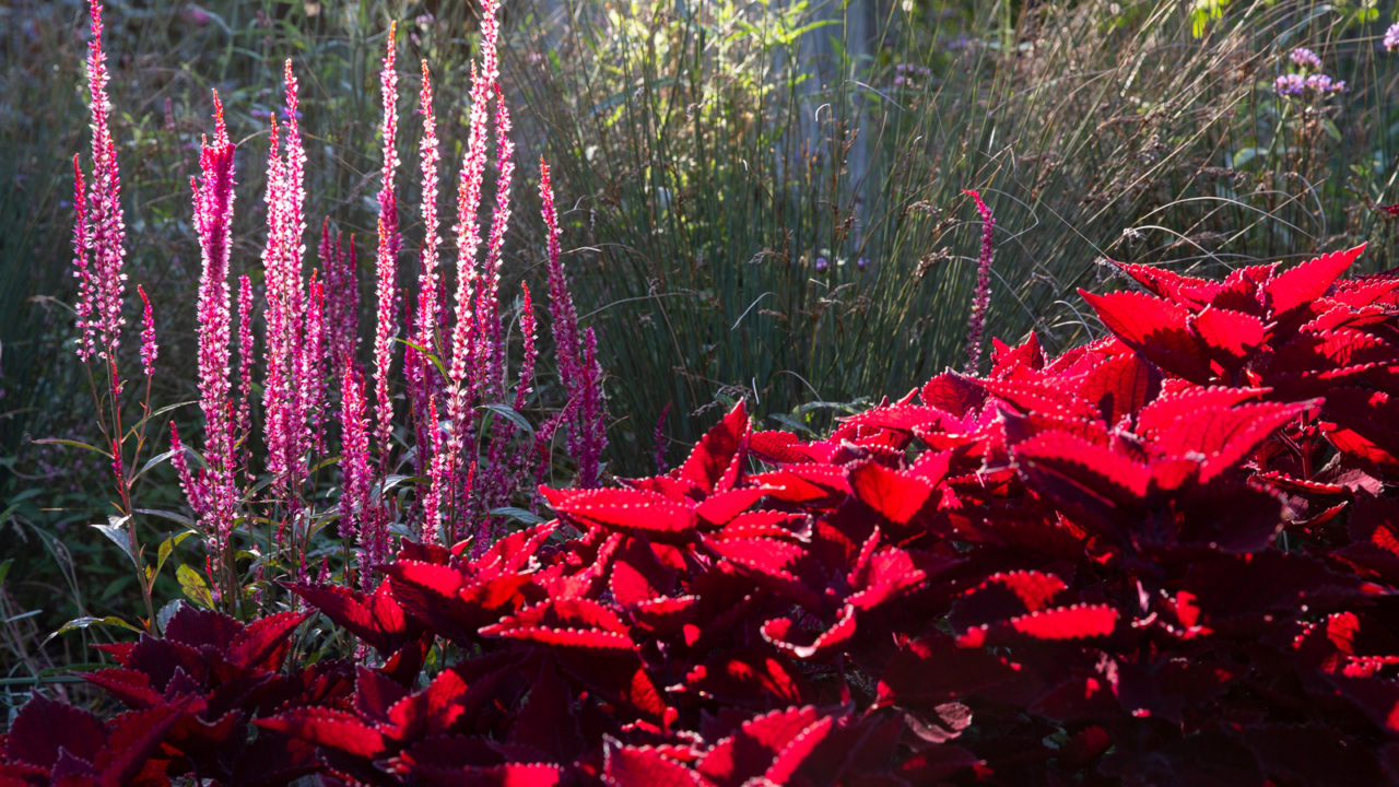 Amazing flowers, spiky pink and bright red