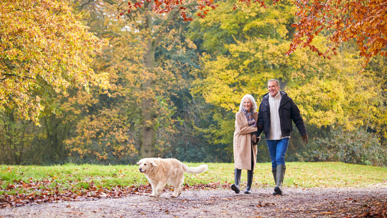 Couple wearing rubber boots walking Golden Retriever