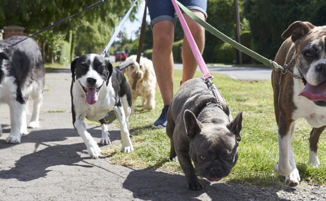 Woman in cut-offs walks four dogs